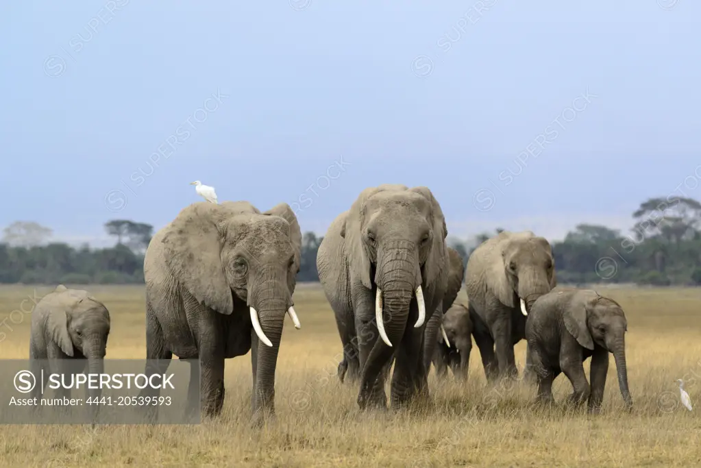 African bush elephant (Loxodonta africana) herd. Amboseli National Park. Kenya.