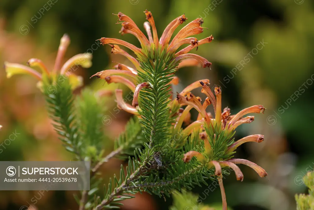 Orange Rock-Heath (Erica quadrisulcata). Kirstenbosch Gardens. Cape Town. Western Cape. South Africa