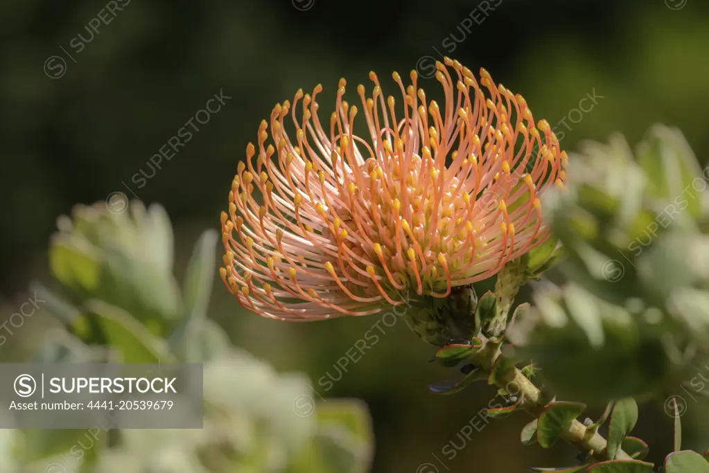 Red pincushion protea (Leucospermum cordifolium). Kirstenbosch Gardens. Cape Town. Western Cape. South Africa.