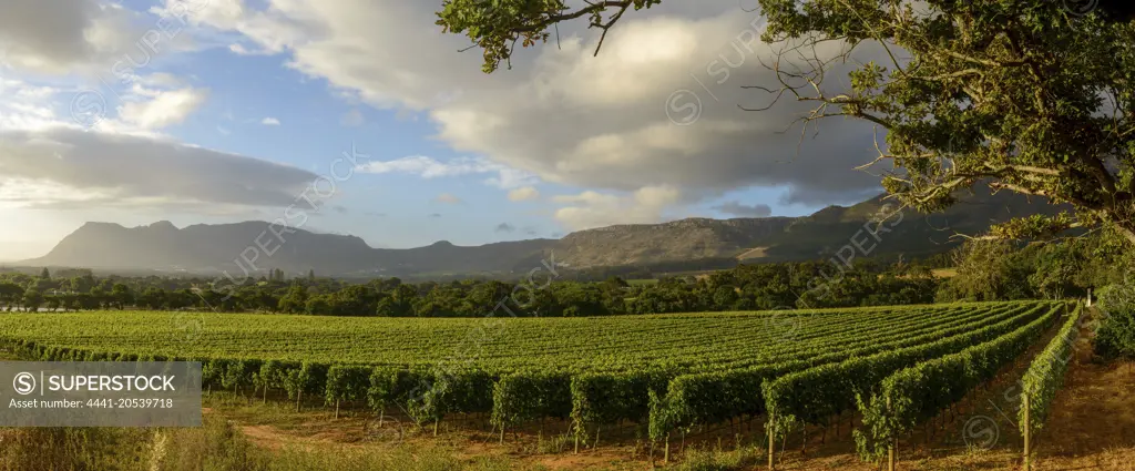 Groot Constantia vinyards. Cape Town. Western Cape. South Africa