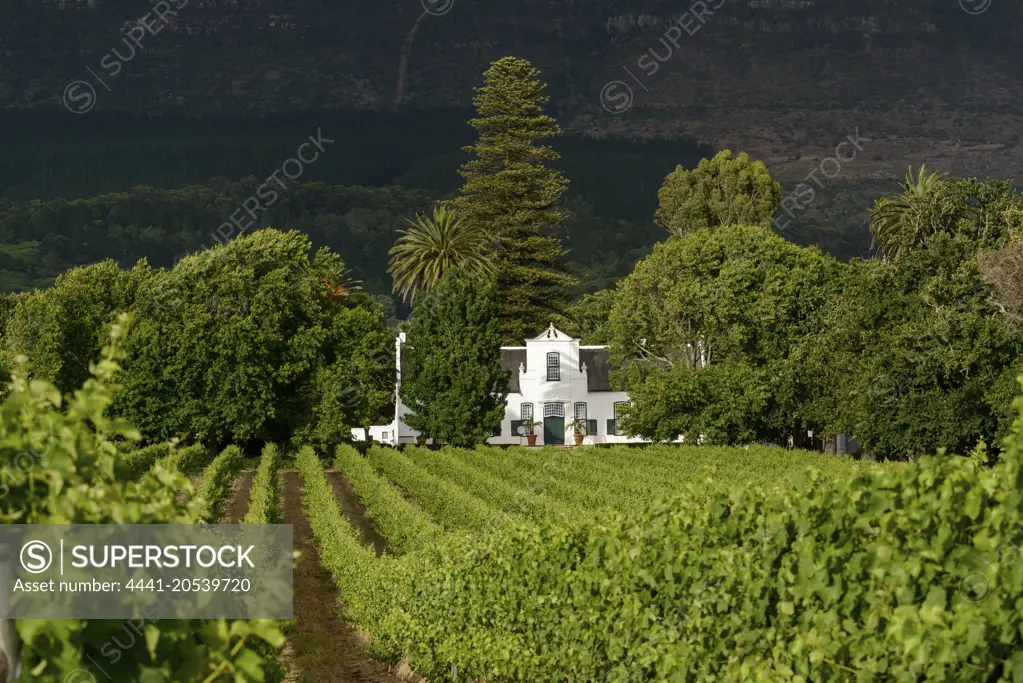 Buitenverwachting Wine Farm. Constantia. Cape Town, South Africa