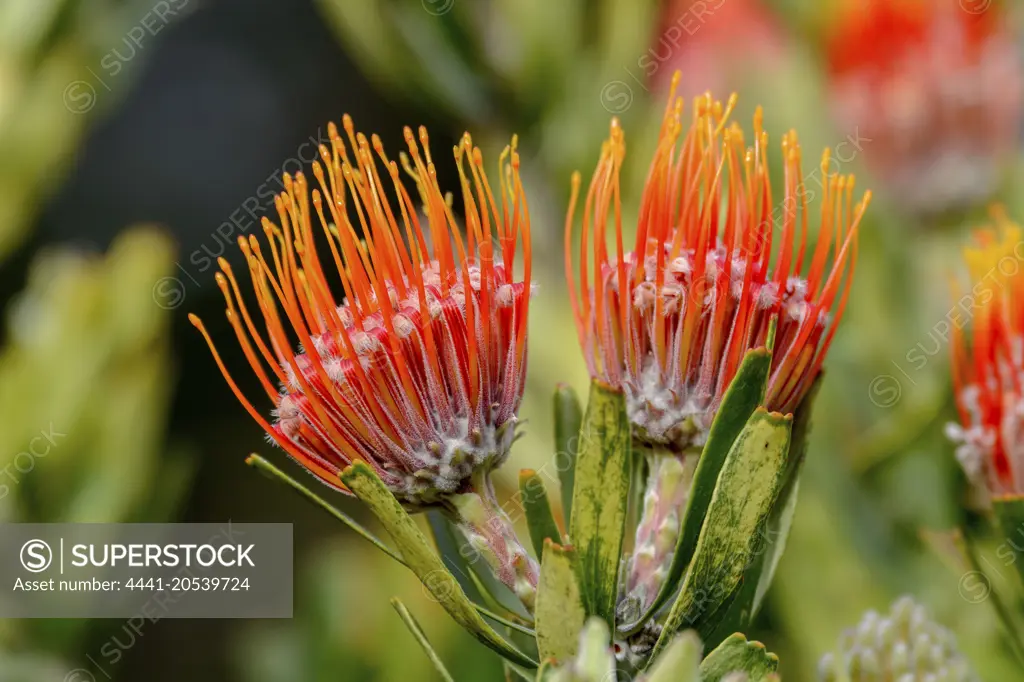 Oranjevlam or Orange Flame (Leucospermum erubescens). Kirstenbosch Gardens. Cape Town. Western Cape. South Africa
