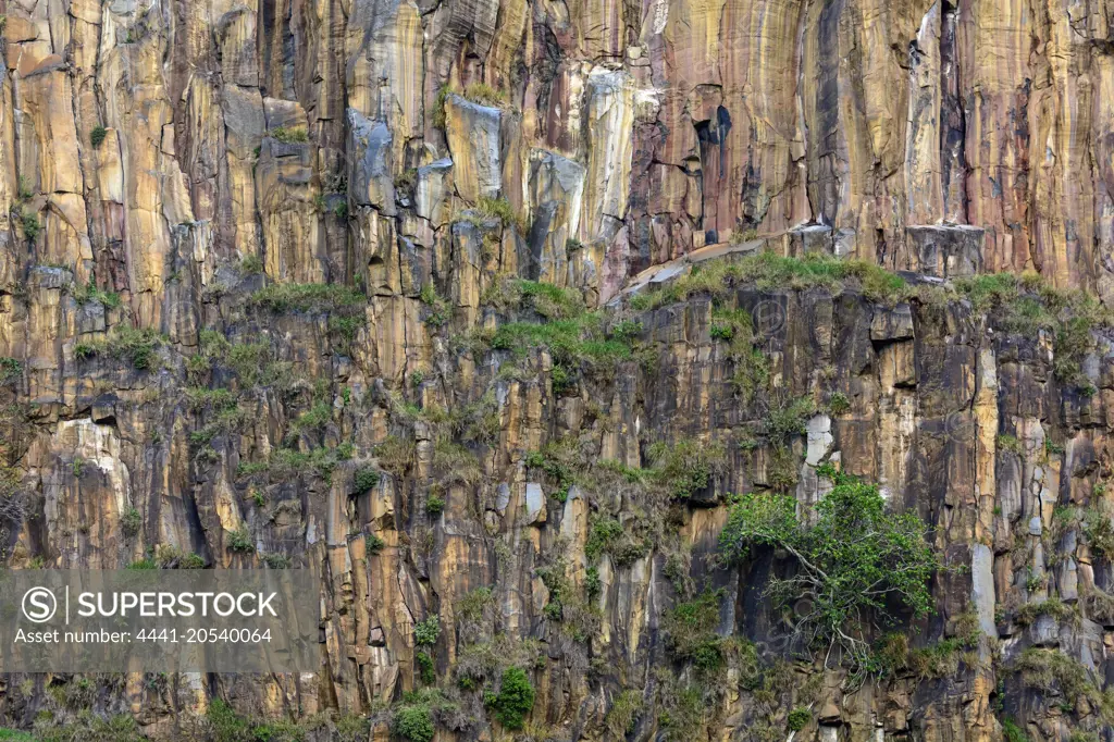 Columnar basalt cliffs and fig trees. Hells Gate National Park. Naivasha. Great Rift Valley. Kenya