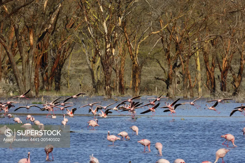 Greater flamingo (Phoenicopterus roseus). Lake Nakuru. Nakuru. Great Rift Valley. Kenya
