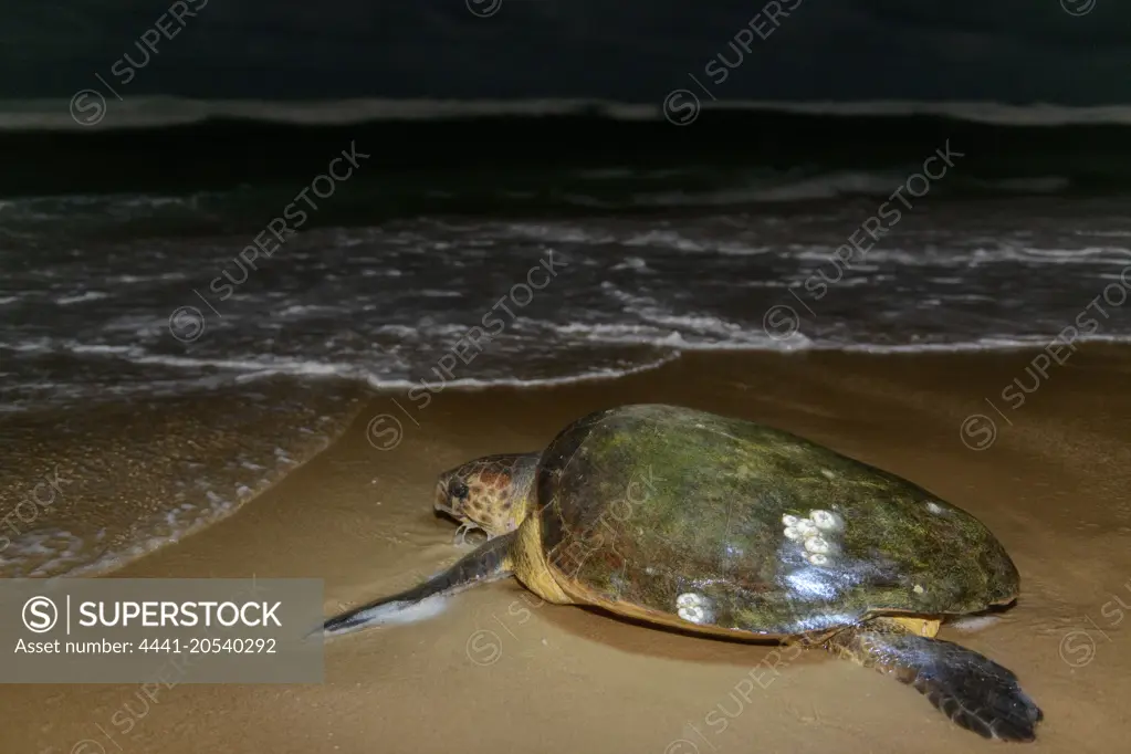 Loggerhead sea turtle (Caretta caretta) returning to the sea after nesting (laying eggs). iSimangaliso Wetland Park (Greater St Lucia Wetland Park). KwaZulu Natal. South Africa