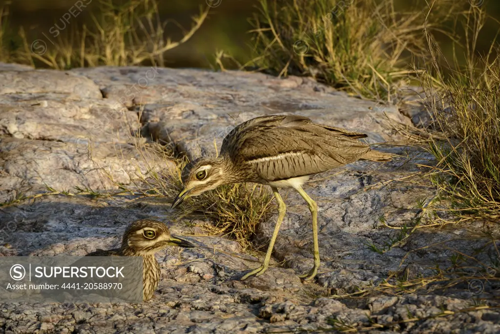 Water thick-knee (Burhinus vermiculatus), also know as water dikkop. Kruger National Park. Mpumalanga. South Africa.