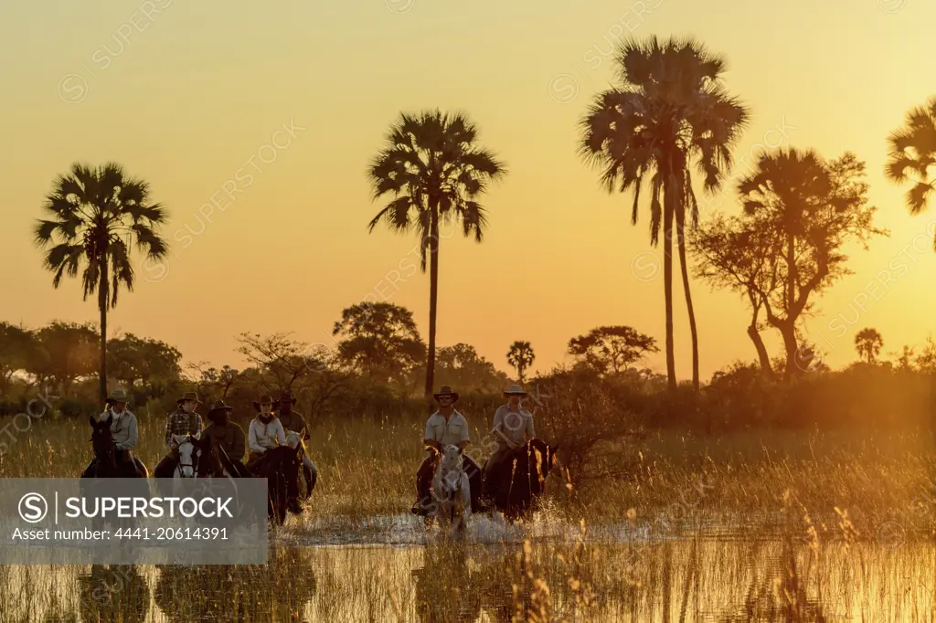 Horseback riding safari with African Horseback Safaris to a backdrop of Real fan palm or Makalani palm (Hyphaene petersiana). Okavango Delta. Botswana