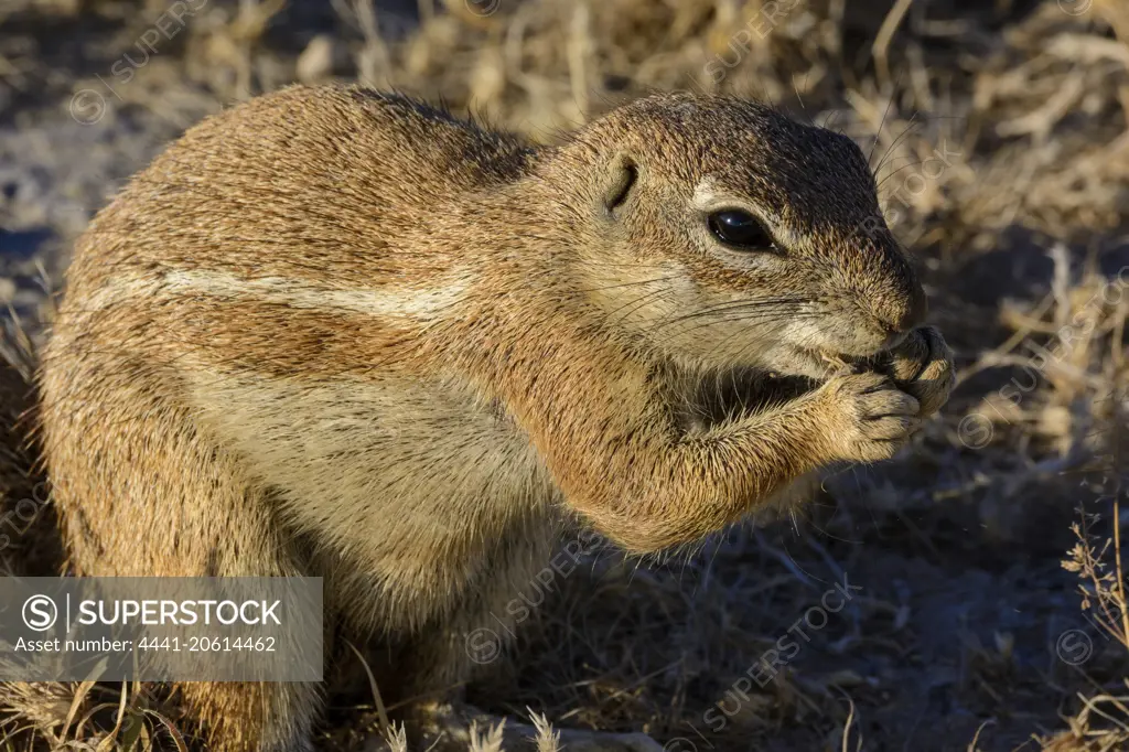 Cape ground squirrel (Xerus inauris). Central Kalahari Game Reserve. Botswana