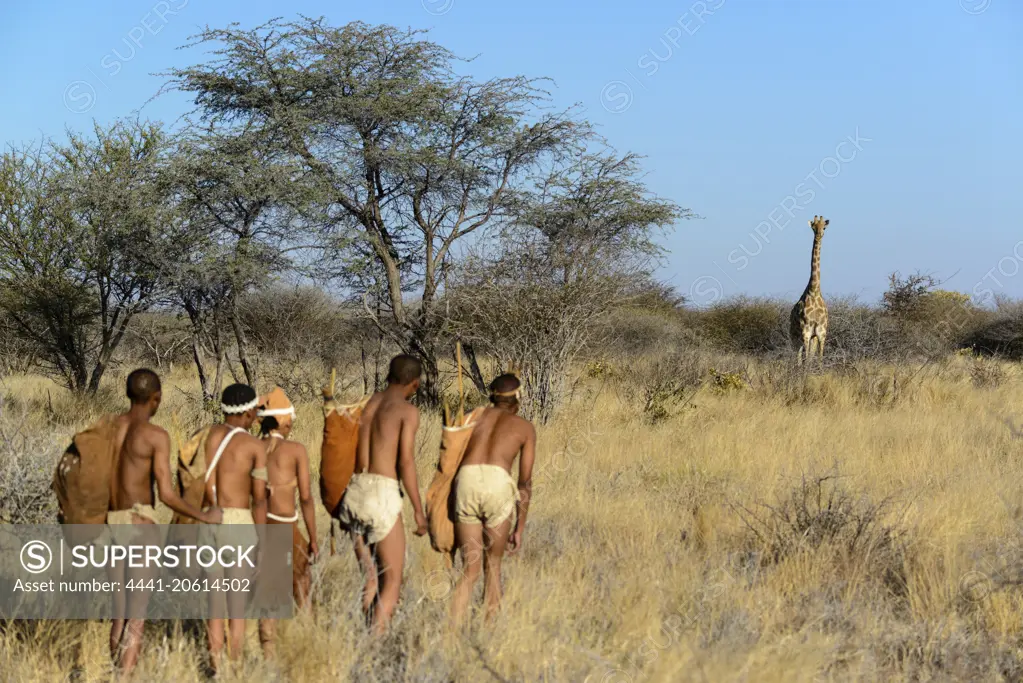 San or Bushman people stalking a South African giraffe or Cape giraffe (Giraffa camelopardalis giraffa). Haina Kalahari Lodge. Botswana