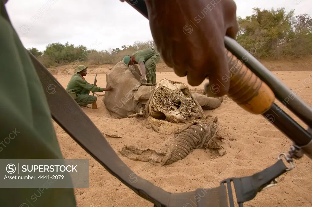 Game Rangers inspecting dead African Elephant (Loxodonta africana). Northern Tuli Game Reserve. Botswana.