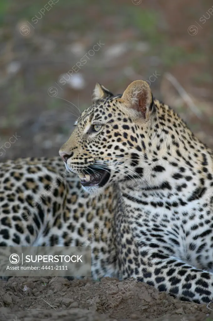 Leopard (Panthera pardus) in veld. Mashatu Game Reserve.  Northern Tuli Game Reserve. Botswana.