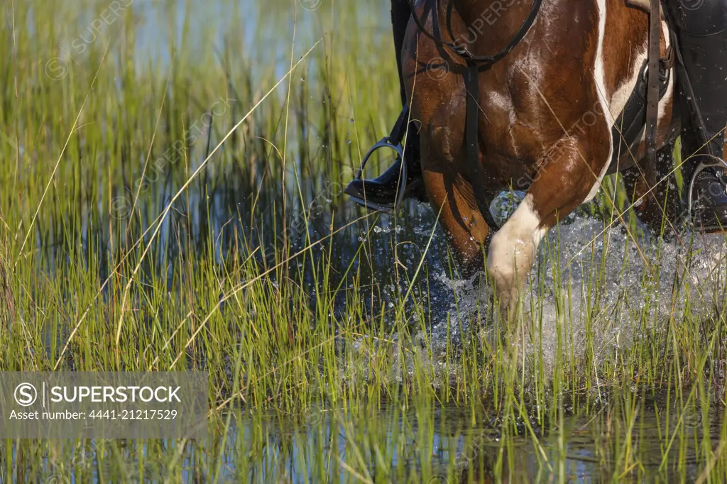 Horseback riding (horse riding). Macatoo Camp. African Horseback Safaris. Okavango Delta. Botswana