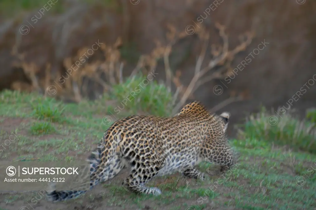 Leopard (Panthera pardus) stalking in veld at twilight. Mashatu Game Reserve.  Northern Tuli Game Reserve. Botswana.