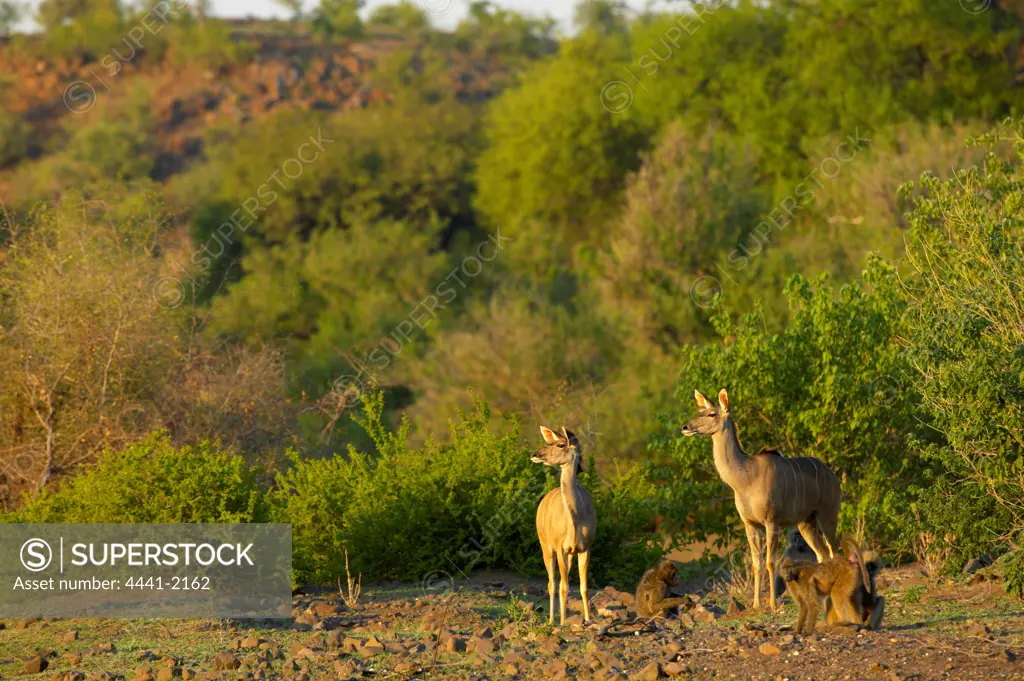 Kudu (Tragelaphus strepsiceros) and Chacma Baboon (Papio cynocephalus) in veld. Mashatu Game Reserve. Northern Tuli Game Reserve. Botswana