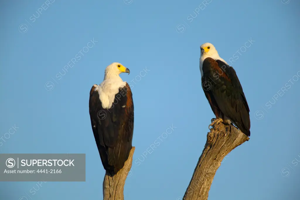 African Fish Eagle (Haliaeetus vocifer) male (R) and female. Mashatu Game Reserve. Northern Tuli Game Reserve. Botswana.