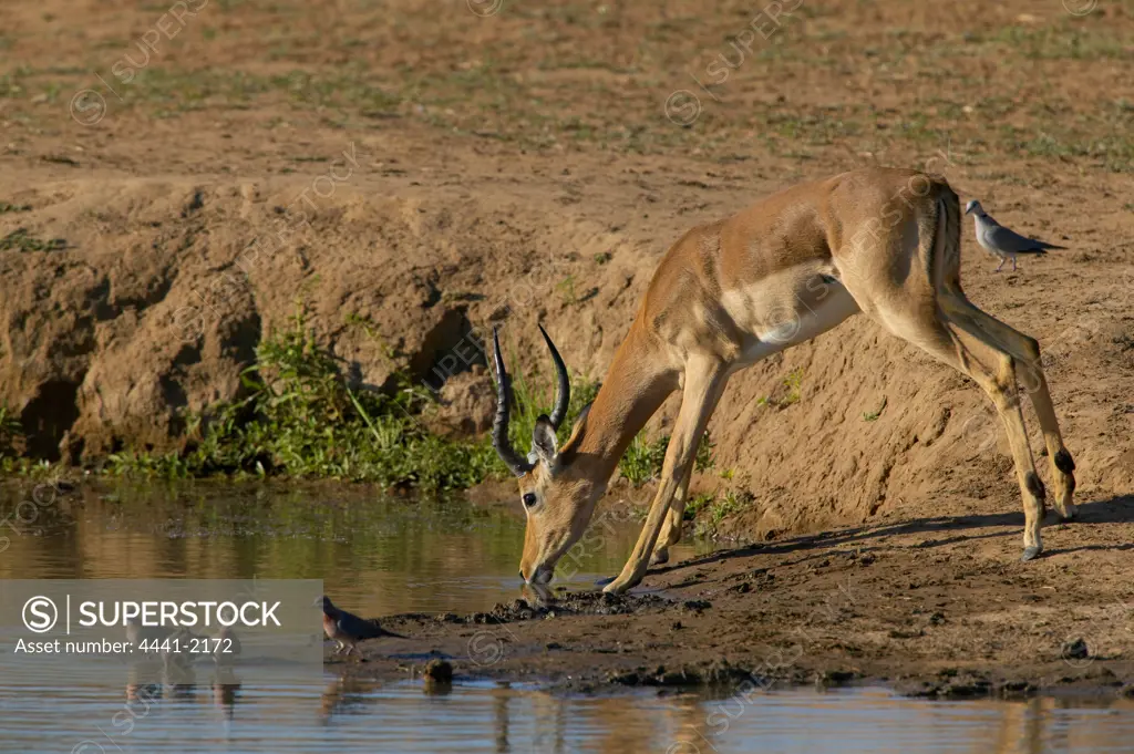 Impala (Aepyceros melampus melampus) drinking at waterhole. Mashatu Game Reserve. Northern Tuli Game Reserve. Botswana.