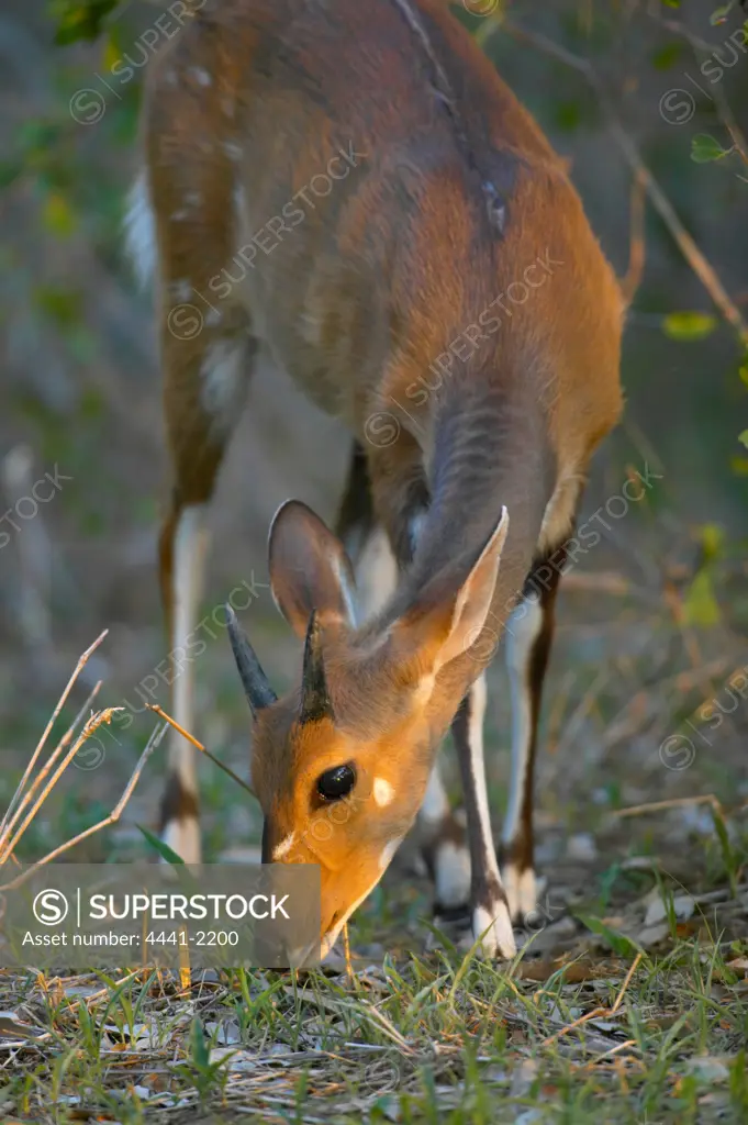 Bushbuck (Tragelaphus spekei) juvenile feeding. Tuli Lodge. Northern Tuli Game Reserve. Botswana