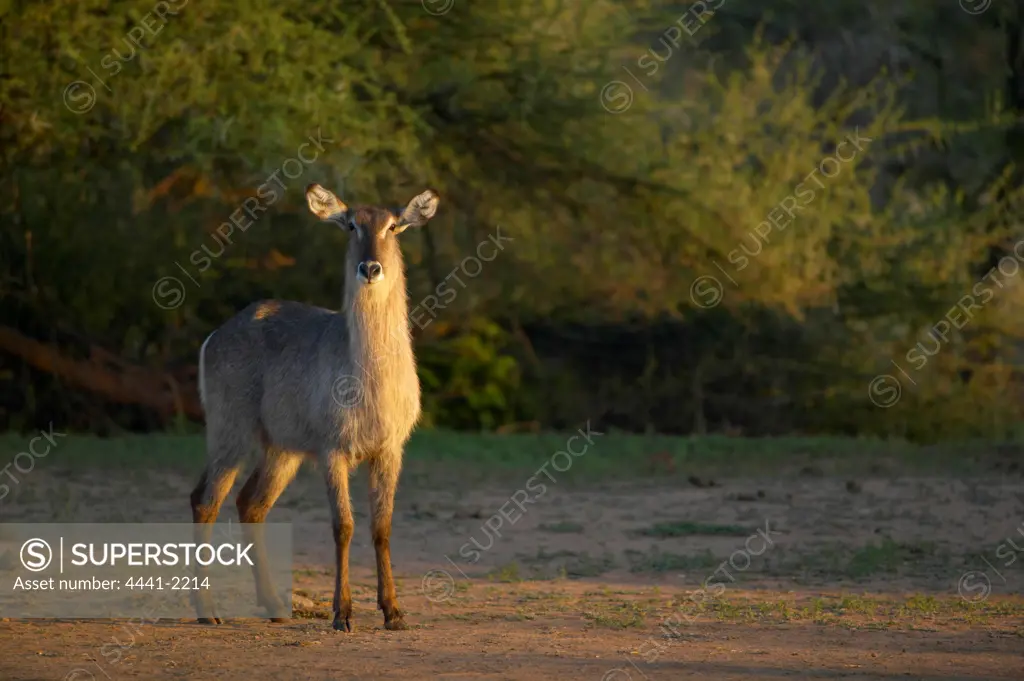 Waterbuck (Kobus ellipisiprymnus) in veld. Mashatu Game Reserve. Northern Tuli Game Reserve. Botswana