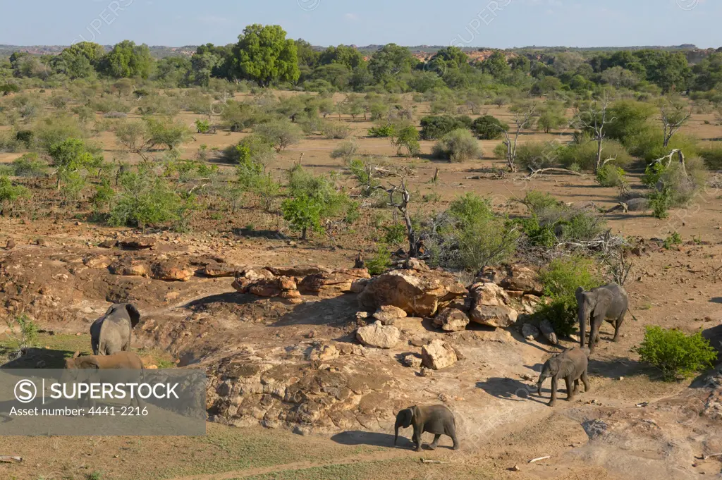 Elephant (Loxodonta africana) herd in the veld. Tuli Lodge. Nothern Tuli Game Reserve. Botswana.