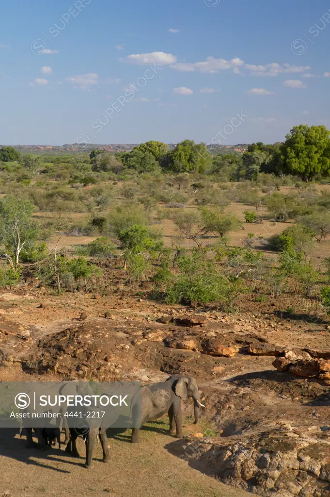 Elephant (Loxodonta africana) herd in the veld. Tuli Lodge. Nothern Tuli Game Reserve. Botswana.