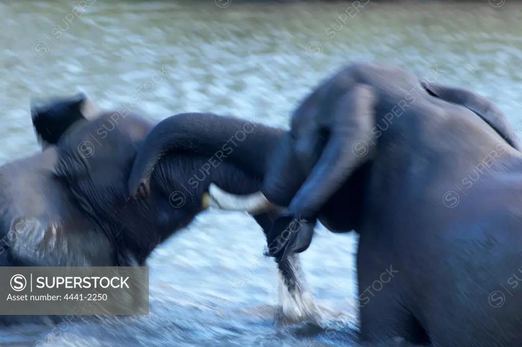 Elephant (Loxodonta africana) playing in a waterhole. Jwala Game Reserve. Nothern Tuli Game Reserve. Botswana.