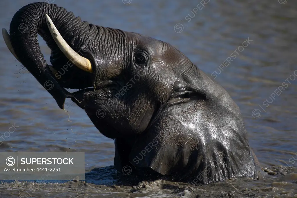 Elephant (Loxodonta africana) swimming in a waterhole. Jwala Game Reserve. Nothern Tuli Game Reserve. Botswana.