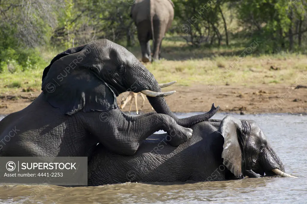 Elephant (Loxodonta africana) mating in a waterhole. Jwala Game Reserve. Nothern Tuli Game Reserve. Botswana.