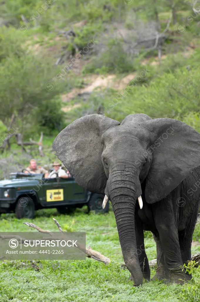 Elephant (Loxodonta africana) feeding while being watched by tourtsts on game drive. MalaMala Game Reserve. Mpumalanga. South Africa