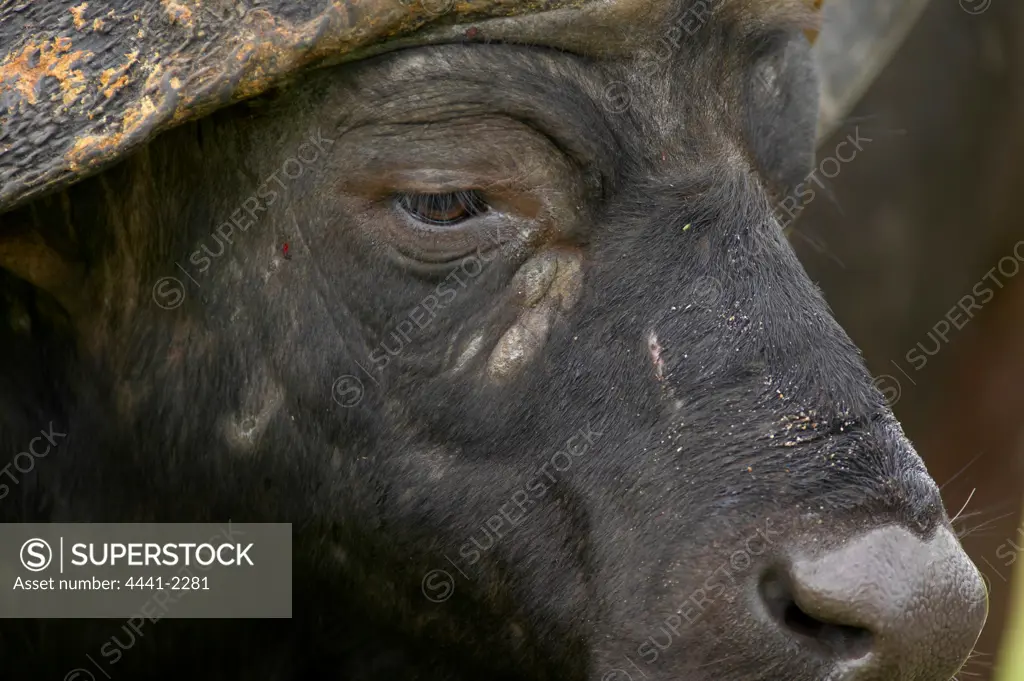 Buffalo (Synceros caffer). MalaMala Game Reserve. Mpumalanga. South Africa