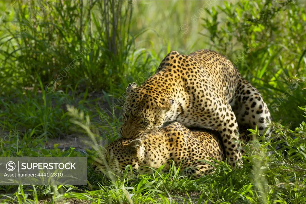 Leopard (Panthera pardus) mating. Mala Mala Game Reserve, Mpumalanga, South Africa
