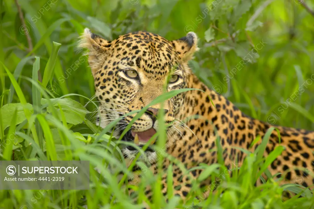 Leopard (Panthera pardus) lying in grass. Mala Mala Game Reserve. Mpumalanga. South Africa