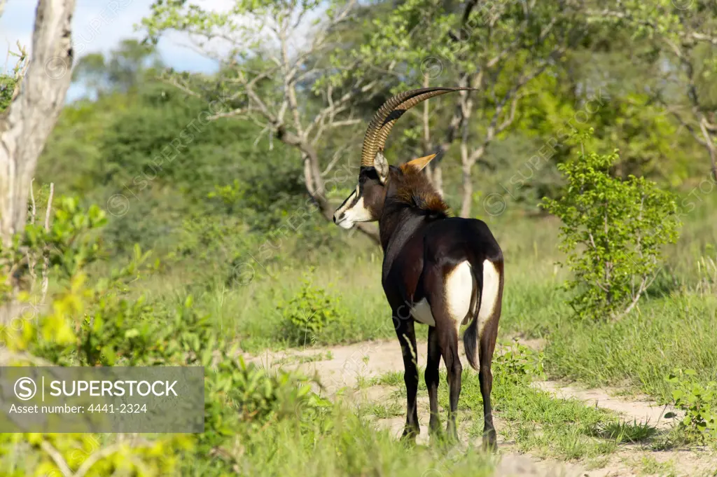 Sable Antelope (Hippotragus niger). MalaMala Game Reserve. Mpumalanga. South Africa.