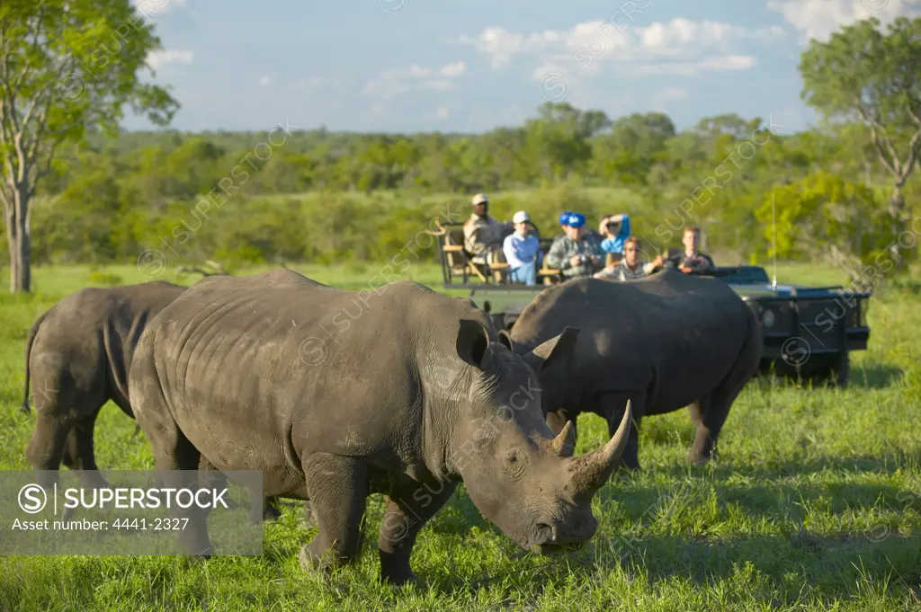 Guests on Game Drive watching White Rhino (Ceratotherium simum). MalaMala Game Reserve. Mpumalanga. South Africa.