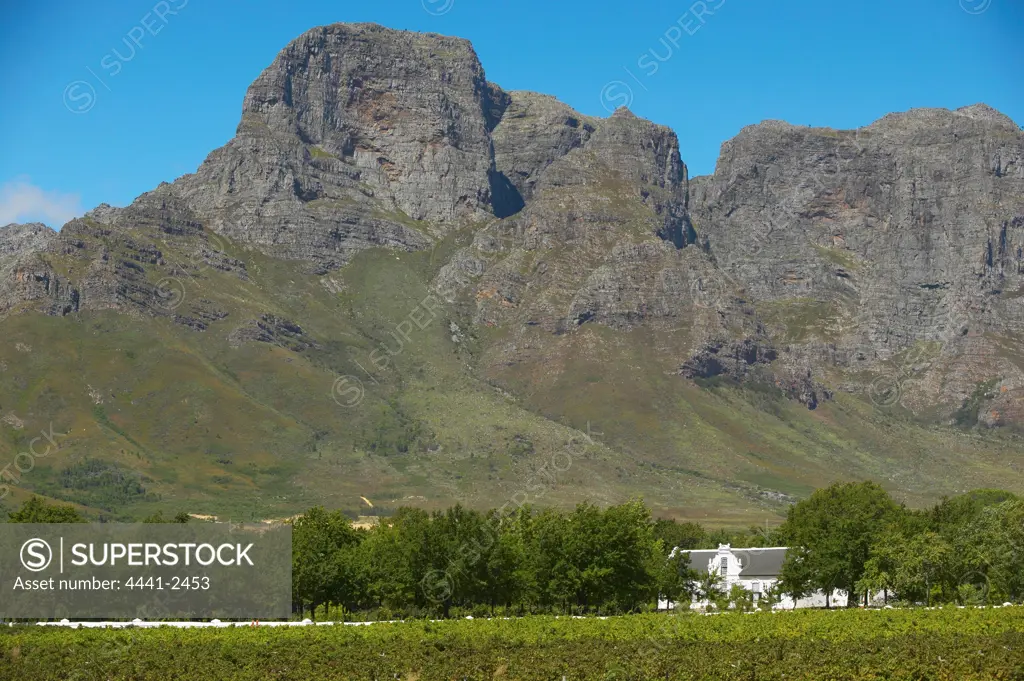 Vineyard near Stellenbosch. Western Cape. South Africa