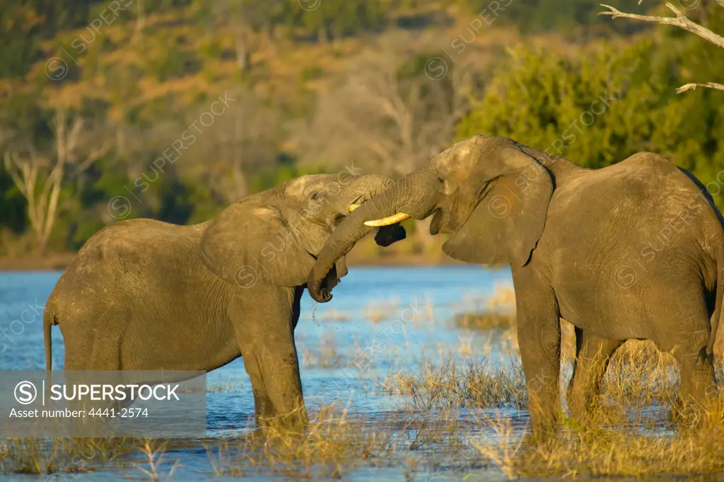 Elephants (Loxodonta Africana). Chobe National Park. Botswana.