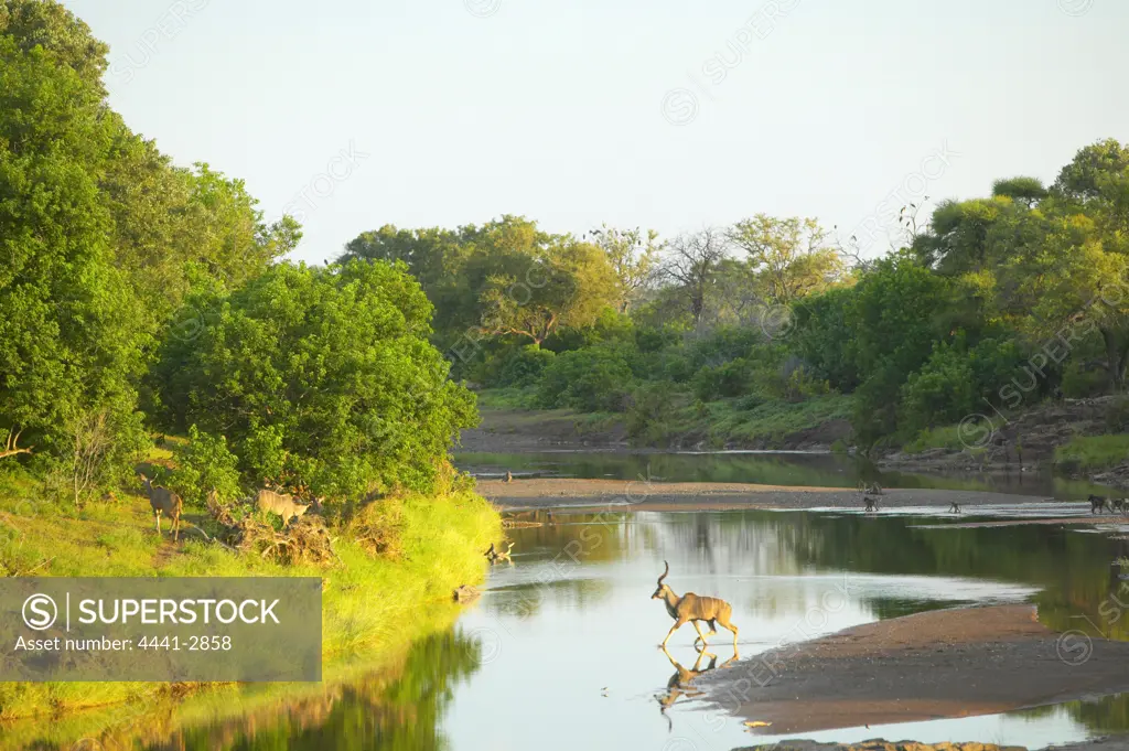Kudu (Tragelaphus strepsiceros) and Chacma Baboon (Papio cynocephalus) in the Majale River. Mashatu Game Reserve. Nothern Tuli Game Reserve. Botswana