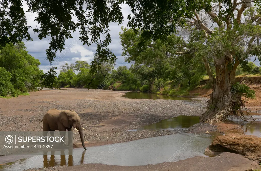 African Elephant (Loxodonta Africana) at waterhole. Mashatu Game Reserve. Nothern Tuli Game Reserve. Botswana