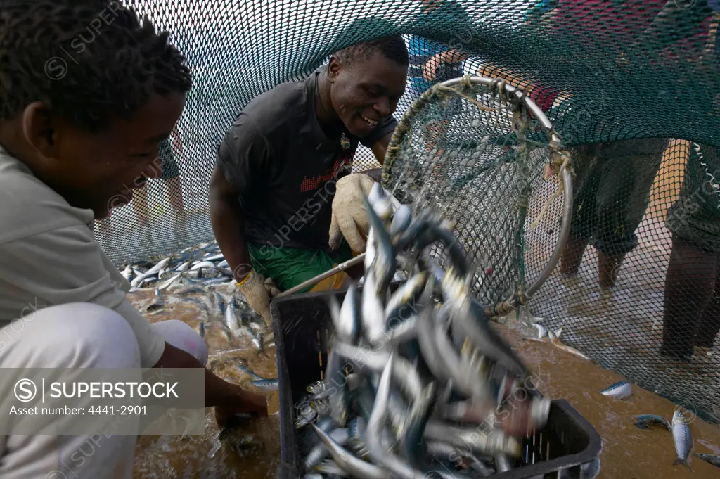 Fishermen catching fish from the beach using a large net during the 'Sardine Run'. South Coast. Kwa-Zulu Natal. South Africa.