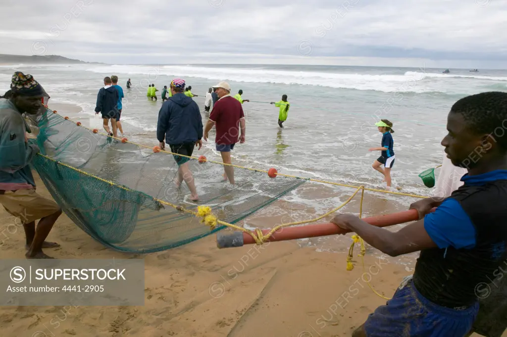 Fishermen catching fish from the beach using a large net during the 'Sardine Run'. South Coast. Kwa-Zulu Natal. South Africa.