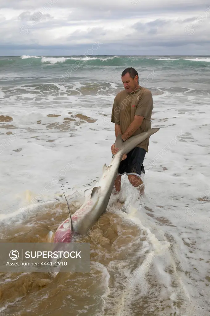 A shark caught in the nets during the 'Sardine Run'. South Coast. Kwa-Zulu Natal. South Africa.