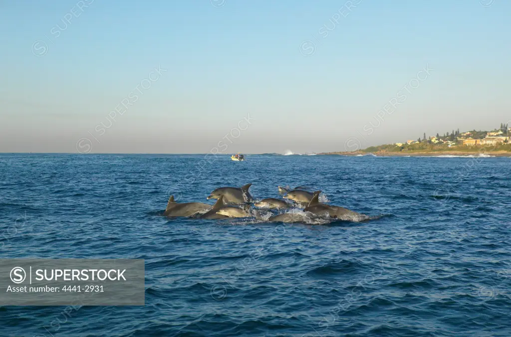 Dolphins off Uvongo Beach. South Coast. KwaZulu-Natal.South Africa.