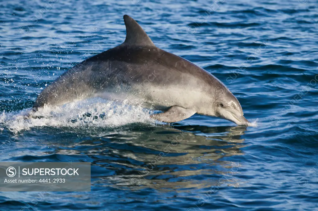 Dolphin off Uvongo Beach. South Coast. KwaZulu-Natal.South Africa.