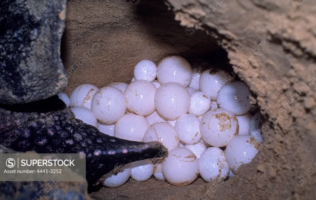 Leatherback Turtle.( Dermochelys coriacea) Laying eggs on beach. Maputaland. KwaZulu-Natal. South Africa.