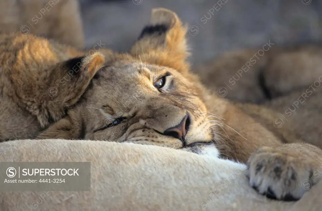 Lion (Panthera leo) MalaMala Game Reserve, Mpumalanga South Africa.