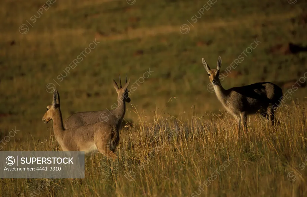 Grey Rhebok. (Pelea capreolus). Herd in veld. Golden Gate National Park. Free State. South Africa.
