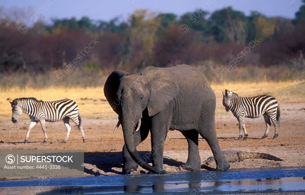 Elephant (Loxodonta africana )Drinking. Hwange National Park, Zimbabwe.