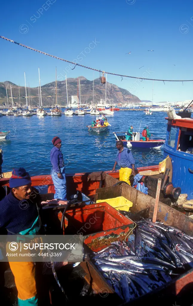 Fishing Boats. Offloading Snoek, Hout Bay. Western Cape. South Africa