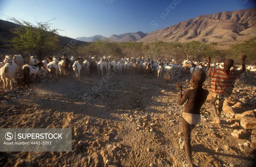 Herero Boys. Herding goats. Near Sesfontein. Kaokaland. Namibia.