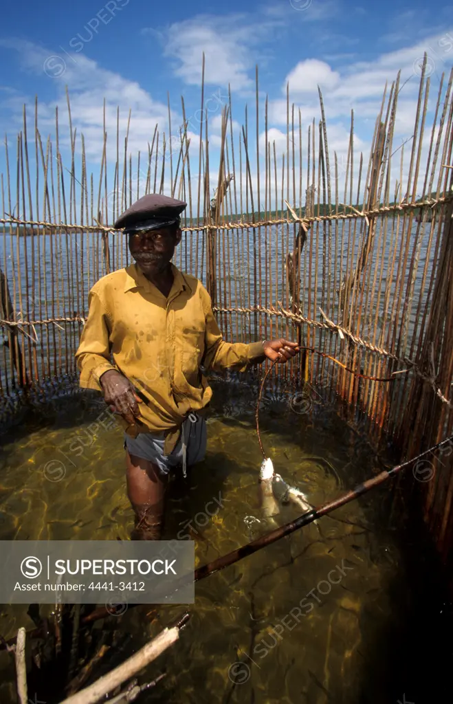 Tonga Man. Spearing fish in his palisade fish trap. Kosi Bay. KwaZulu-Natal. South Africa.