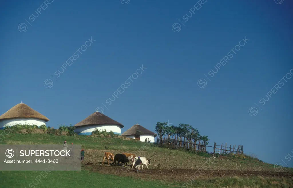 Xhosa Women Ploughing with an ox drawn plough, Transkei, Eastern Cape. South Africa.